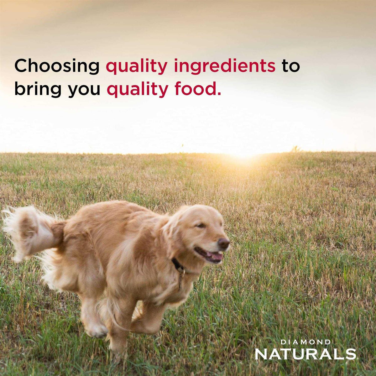 Chicken & Rice Dog Food C240897