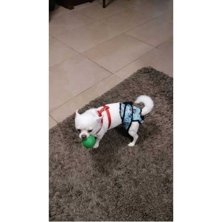 Washable Female Dog Diaper W213