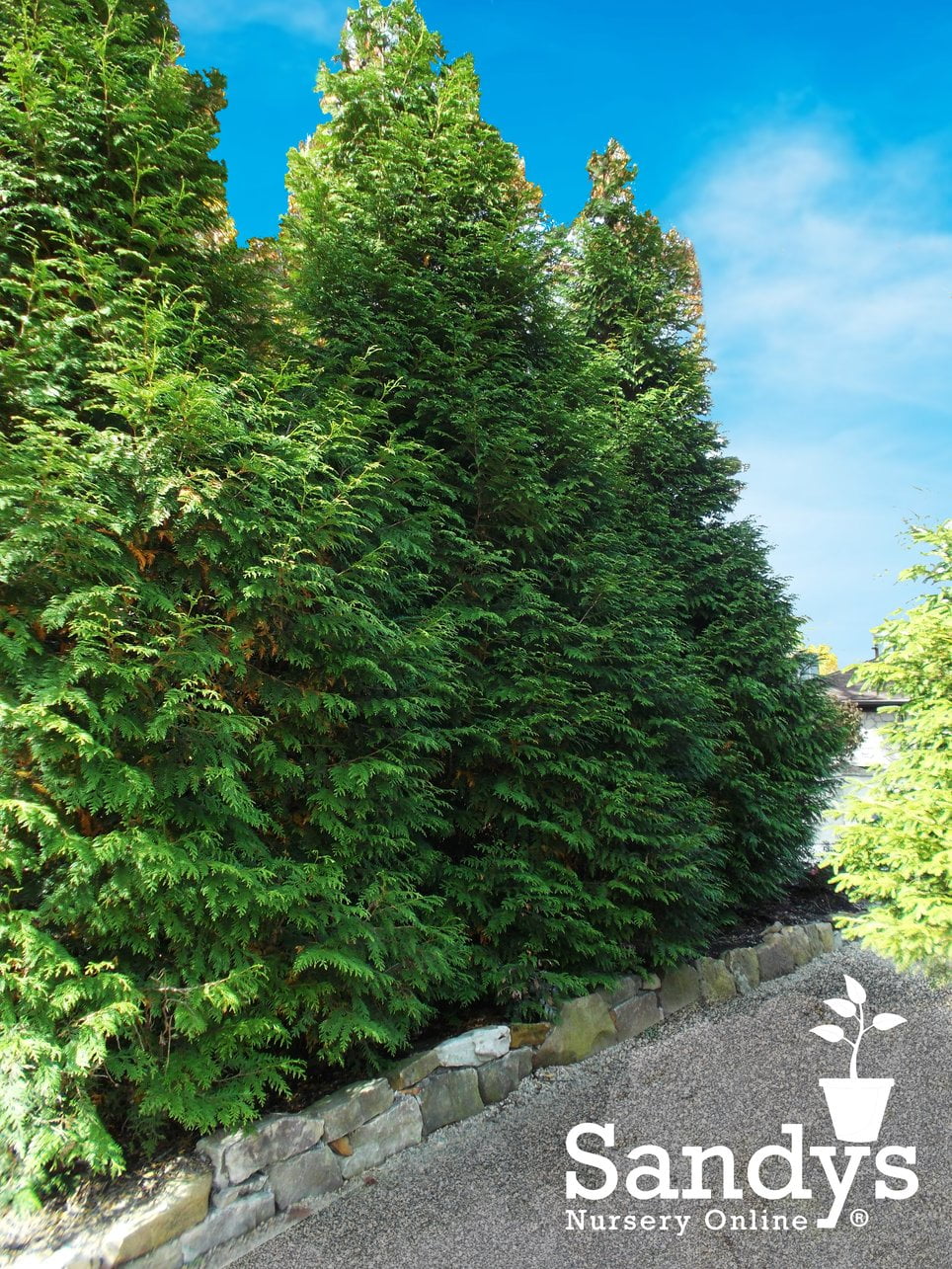 Thuja Evergreen Shrub Quart Pot Y3546