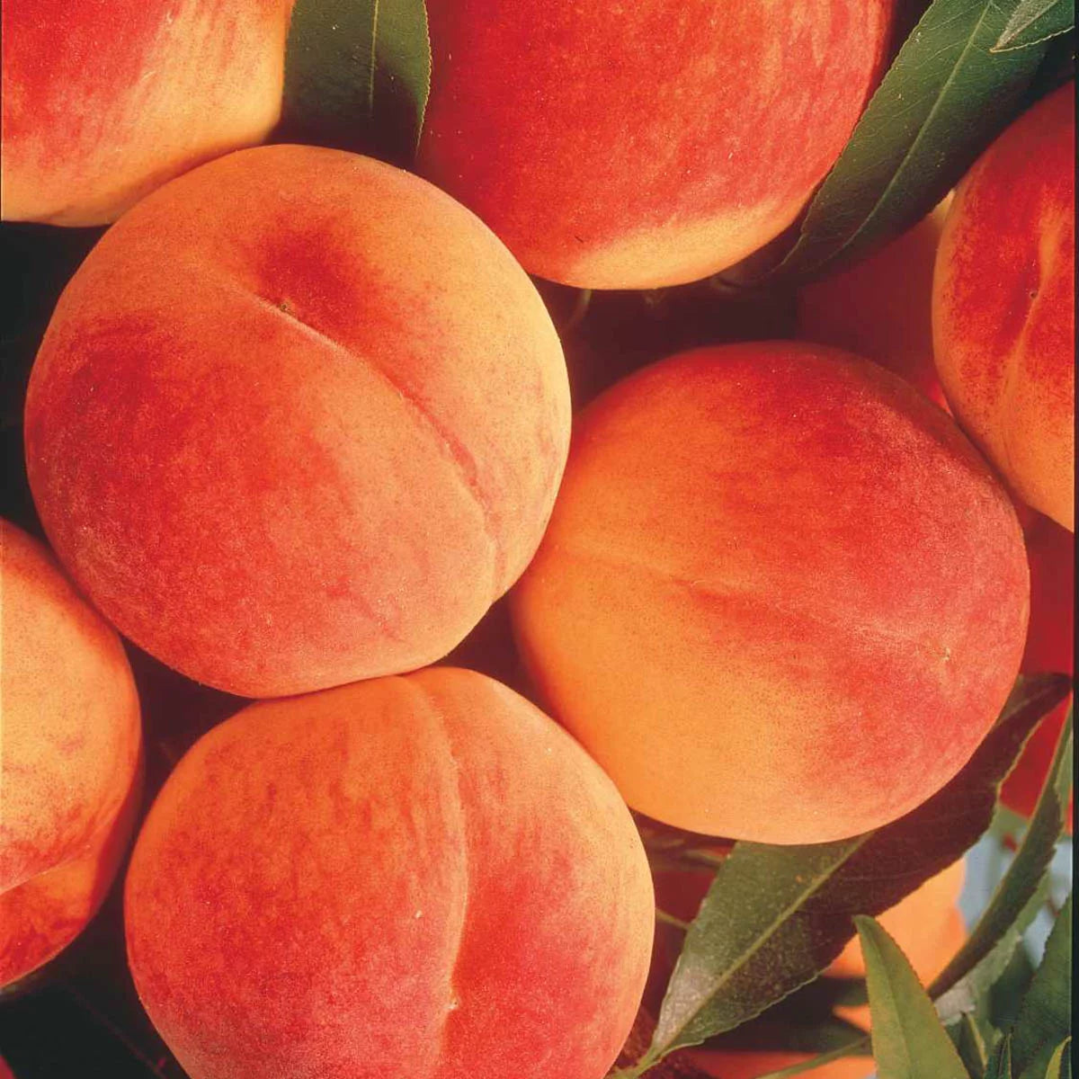 Elberta Peach Standard Dormant Bare Root Fruit Tree (1-Pack) V2920