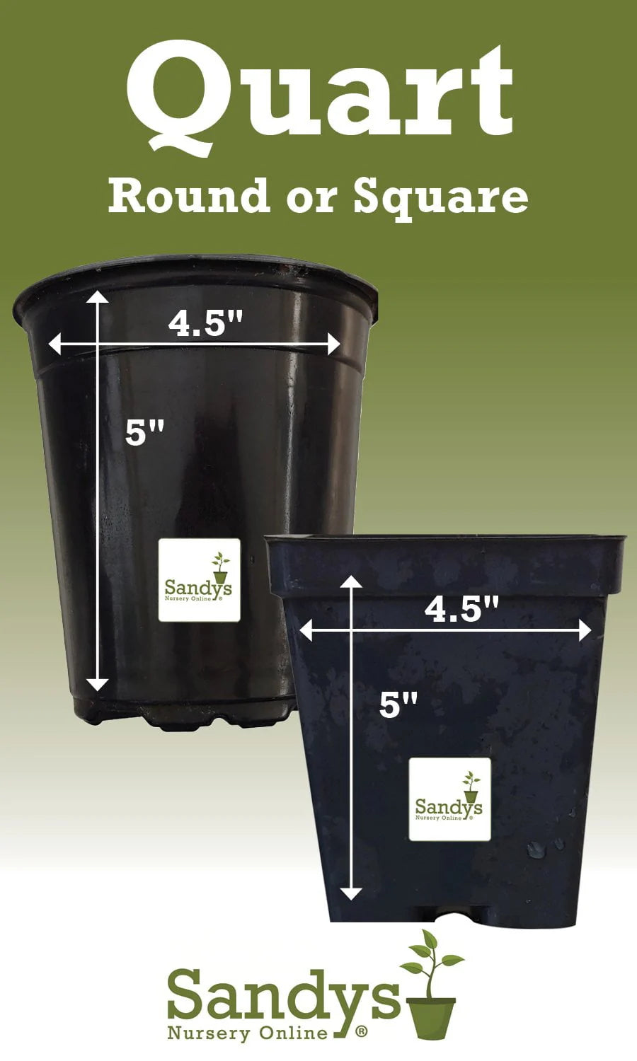 Thuja Evergreen Shrub Quart Pot Y3546