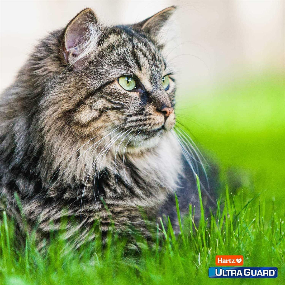 Topical Flea and Tick Prevention for Cats P6330