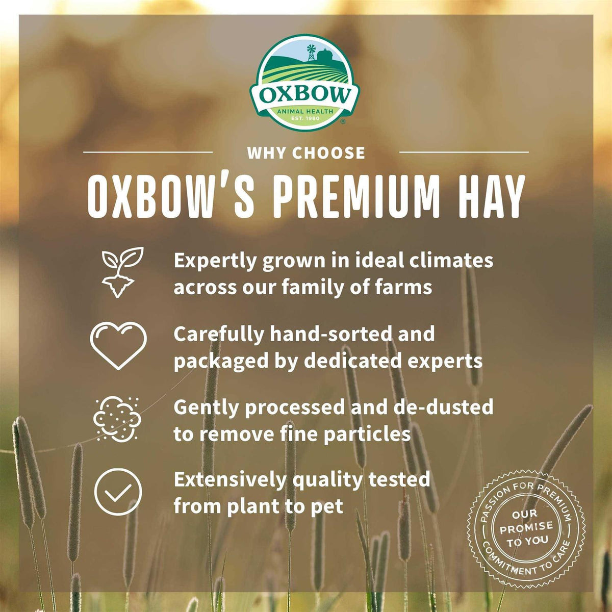 Orchard Grass Hay Z103