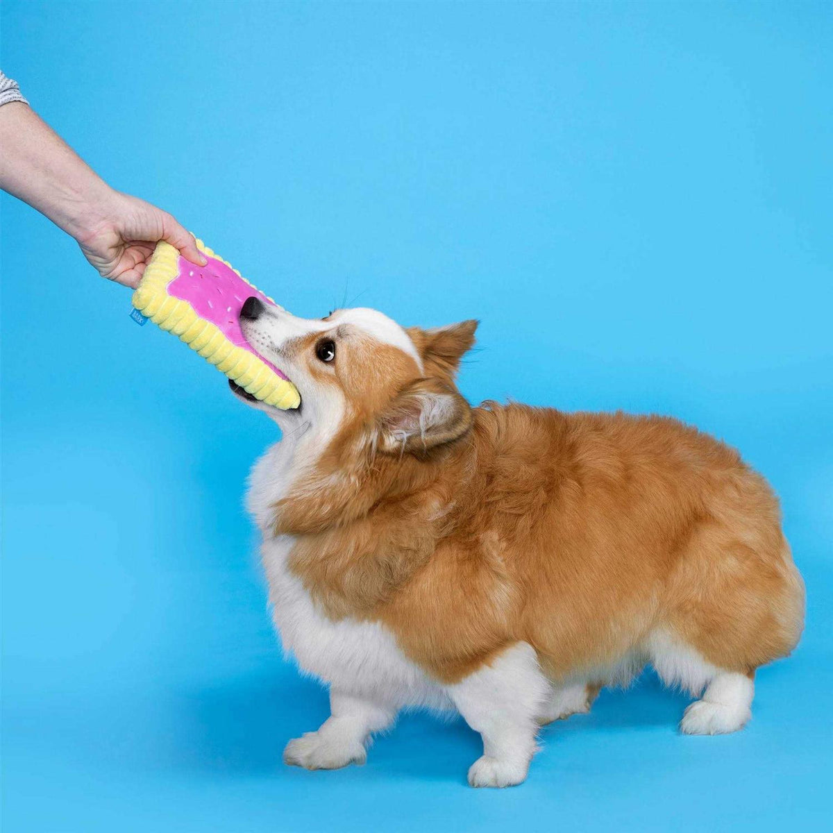 Toaster Pastry Dog Toy C37964