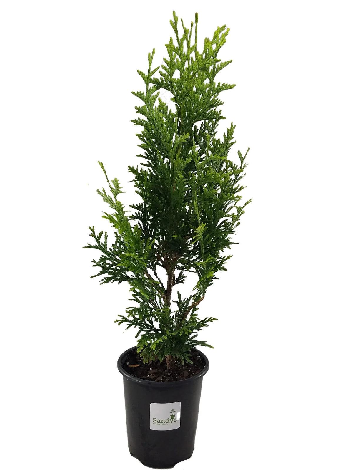 Thuja Evergreen Shrub Quart Pot Y3546