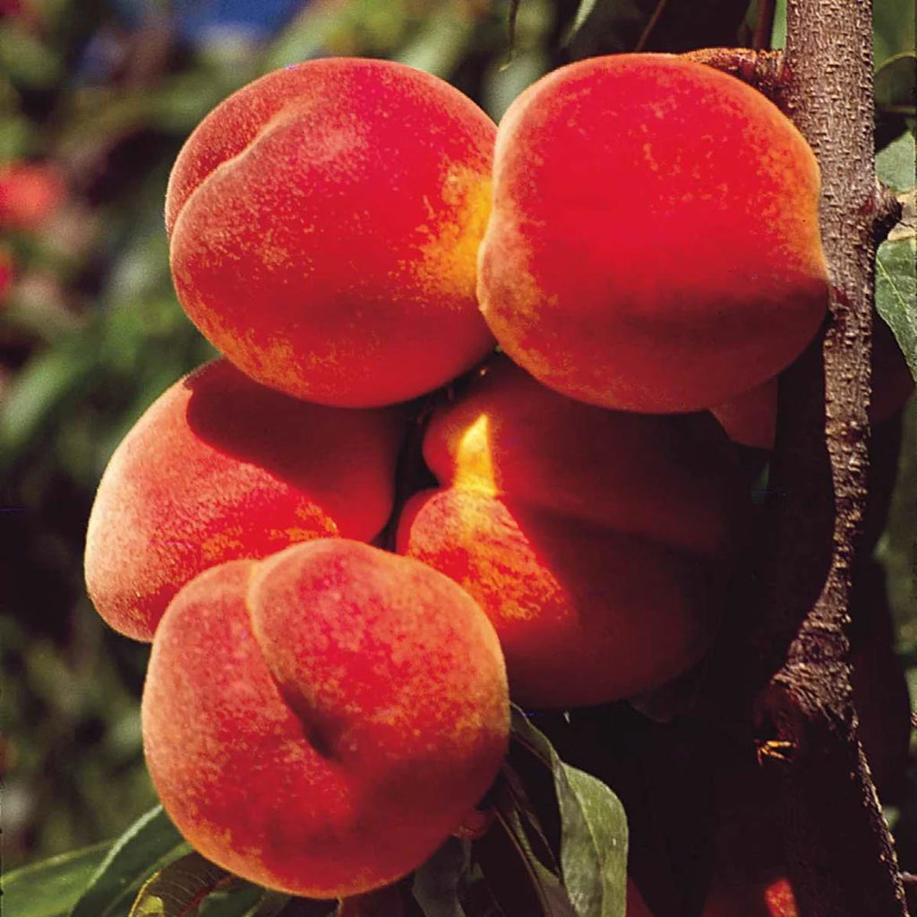 Elberta Peach Standard Dormant Bare Root Fruit Tree (1-Pack) V2920