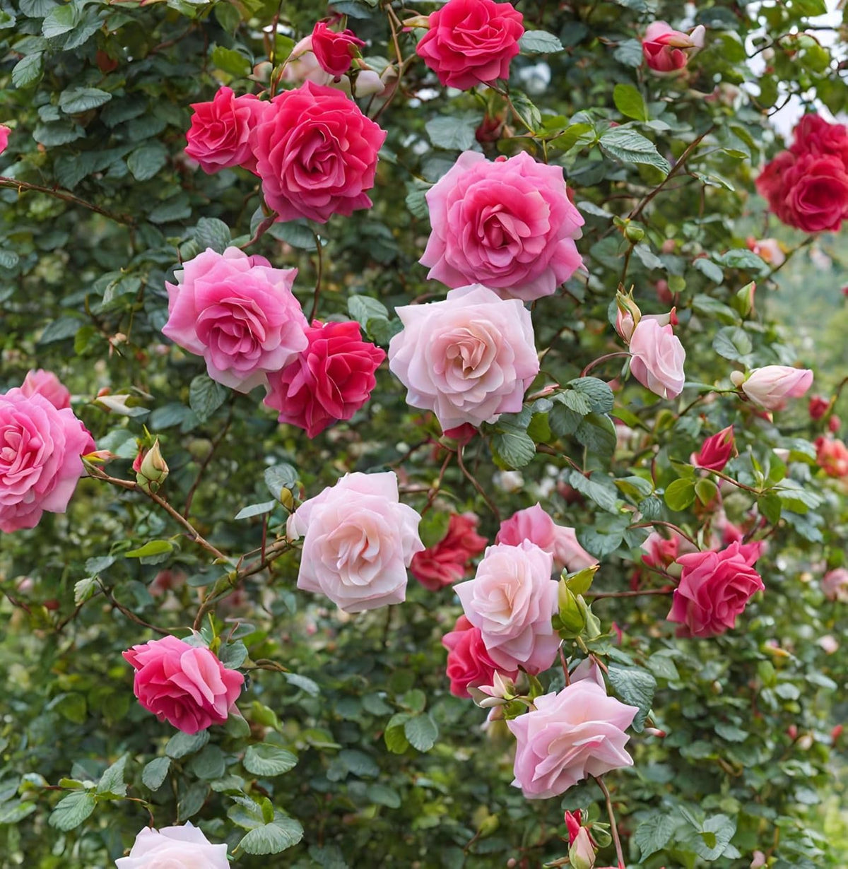 16 Varieties Mixed Color Rose Seeds Z7729