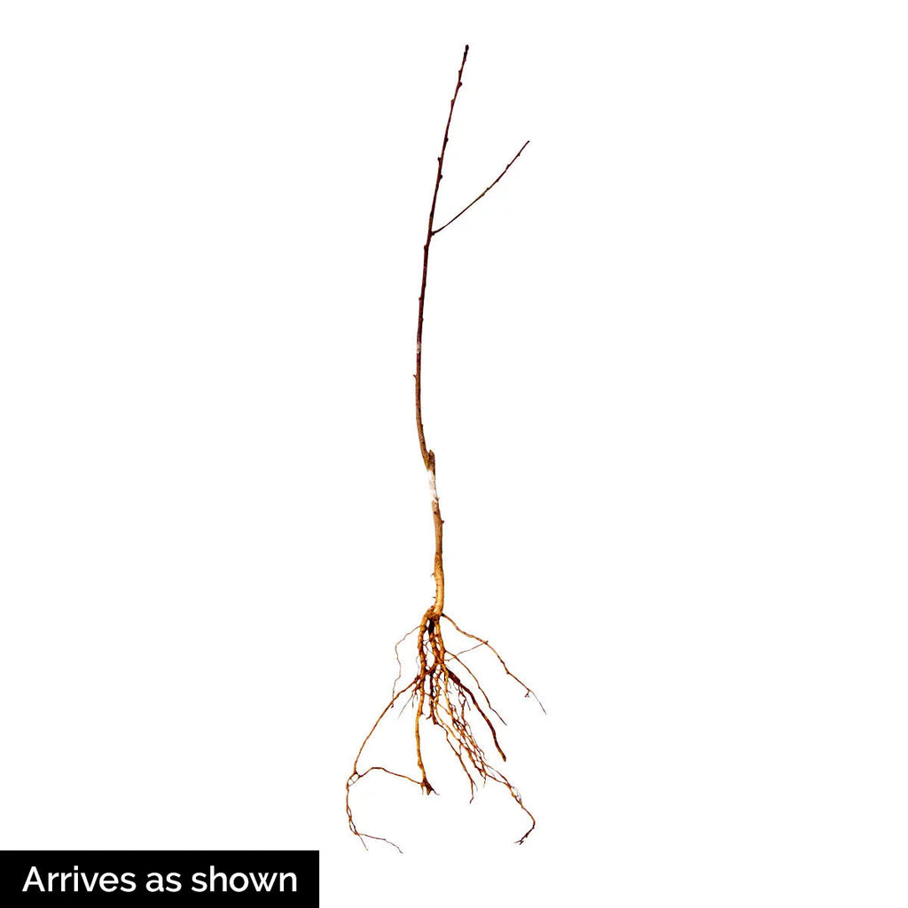 Elberta Peach Standard Dormant Bare Root Fruit Tree (1-Pack) V2920