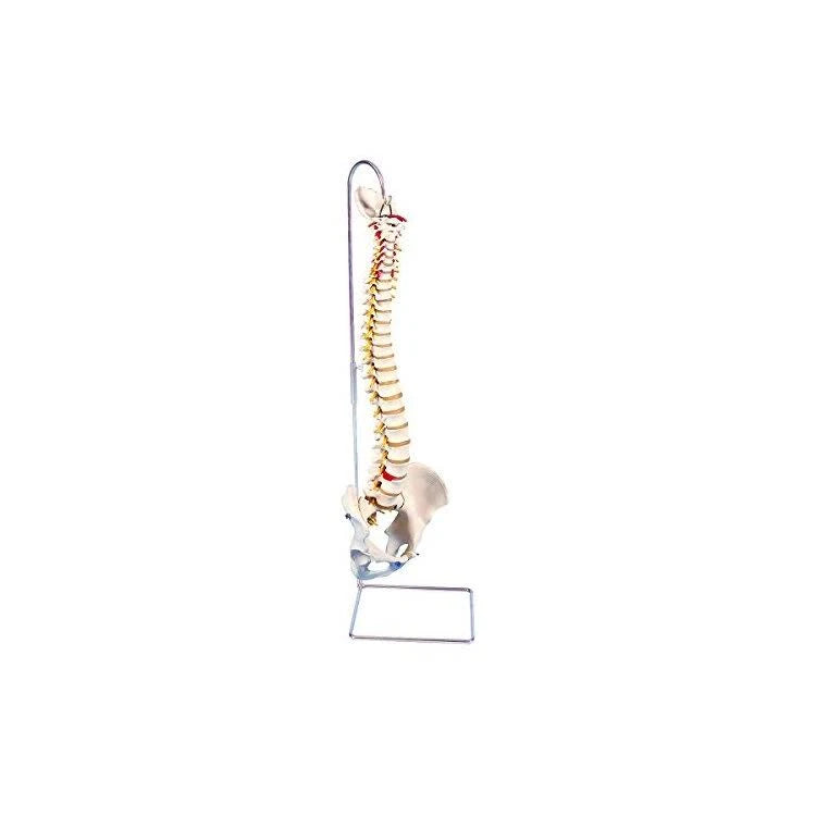 Flexible Spine Anatomical Model K179017