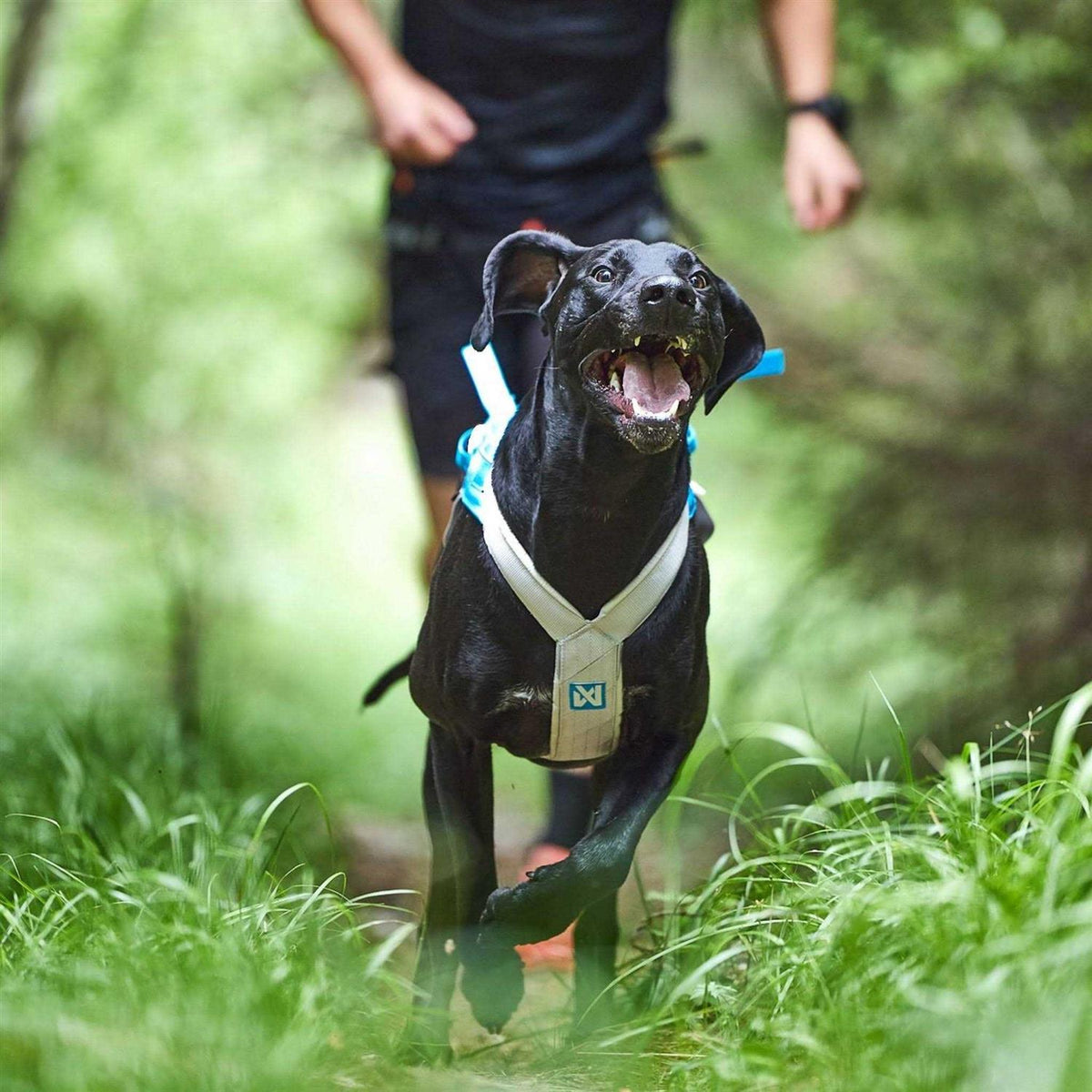 Dog Harness U723551