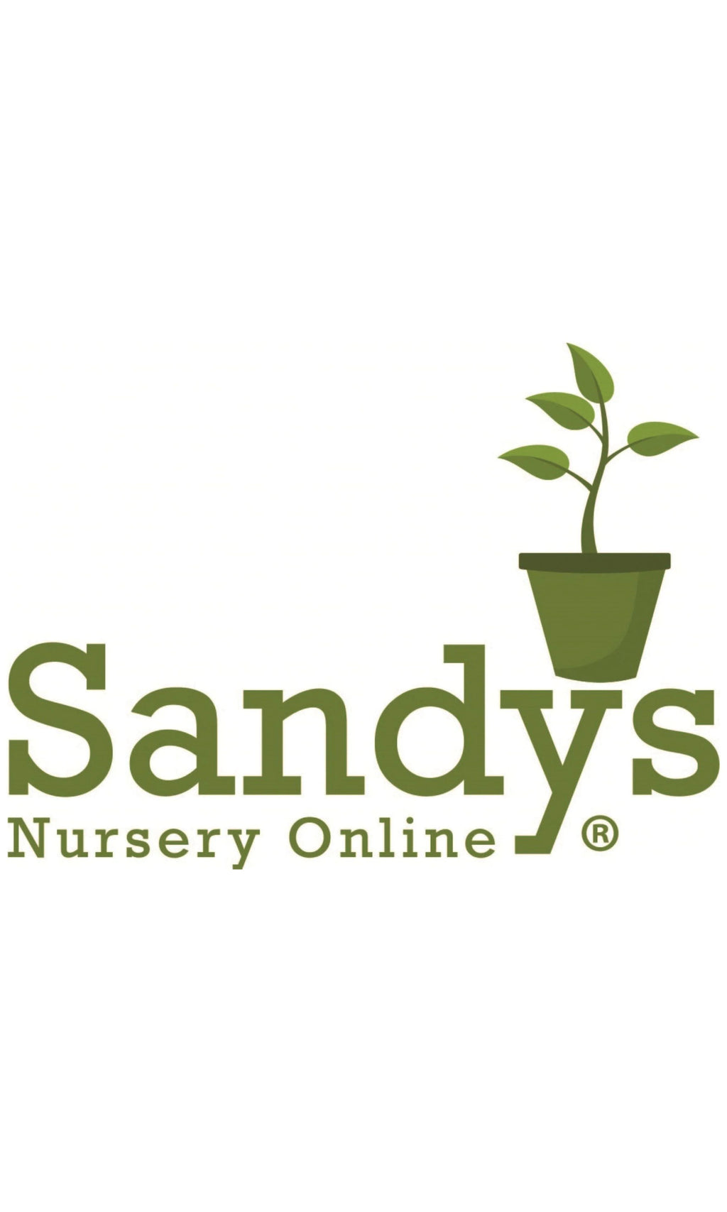 Thuja Evergreen Shrub Quart Pot Y3546