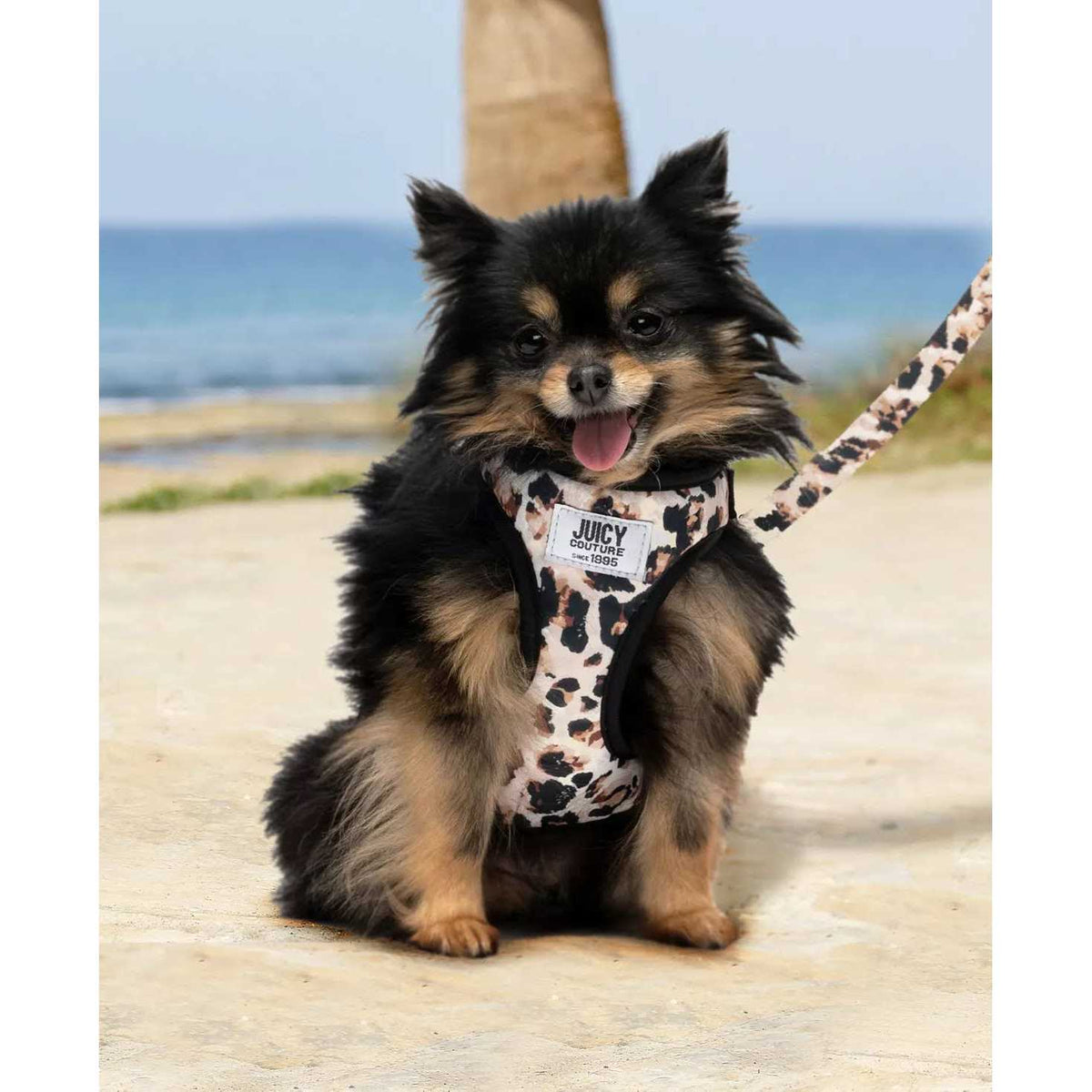 Harness & Leash Set R175