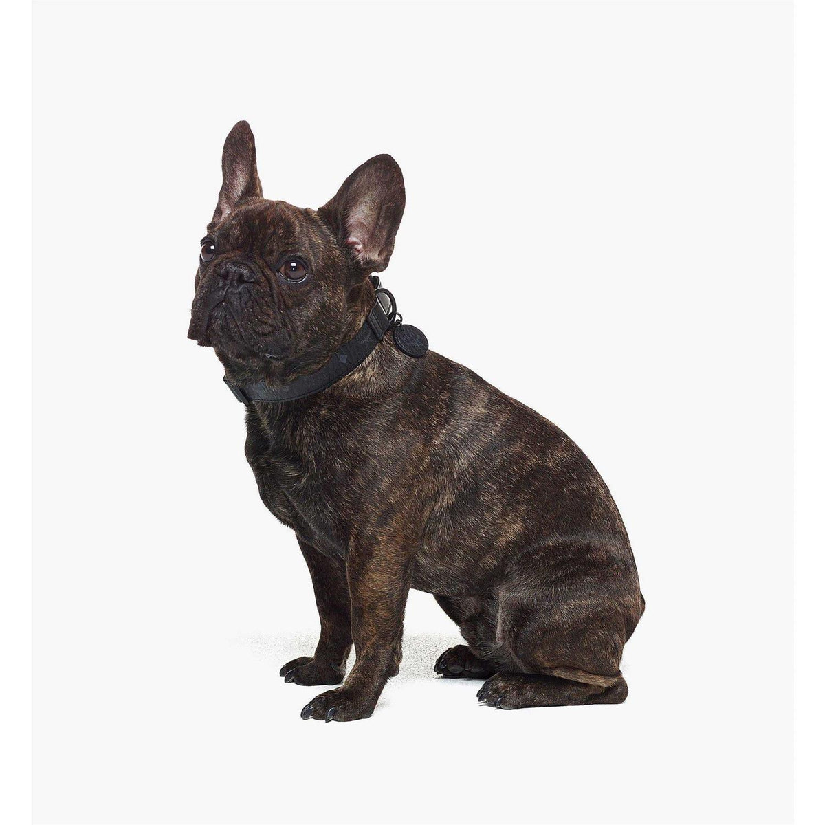 Pet Collar Y6187