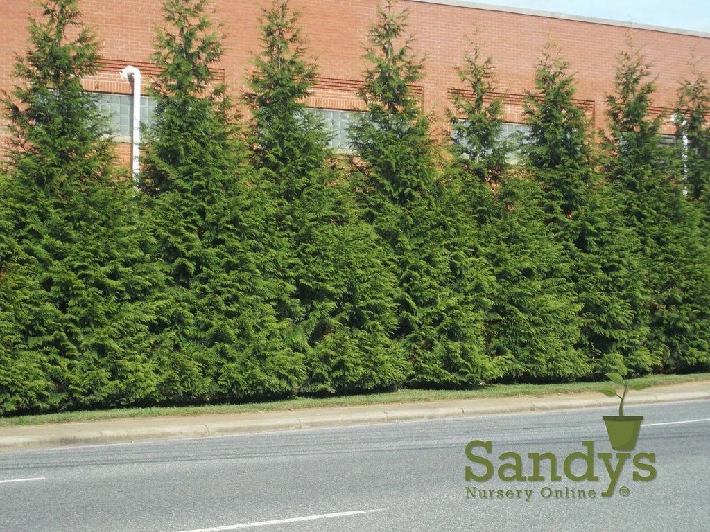 Thuja Evergreen Shrub Quart Pot Y3546