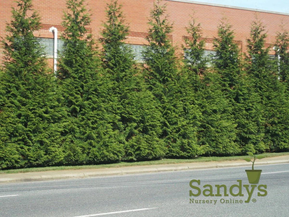 Thuja Evergreen Shrub Quart Pot Y3546