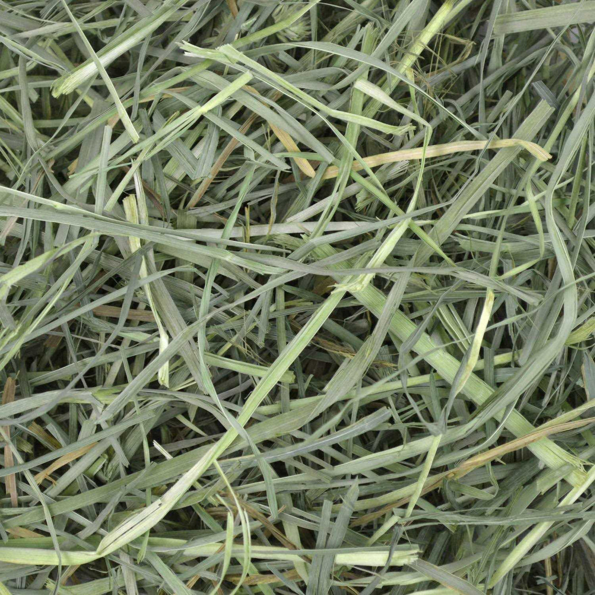 Orchard Grass Hay Z103